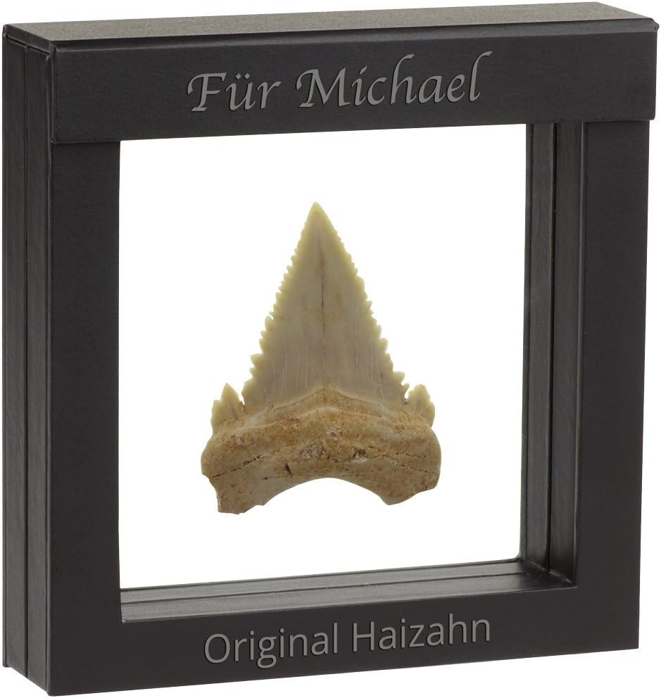 Original Fossiler Hai-Zahn mit Personalisierung - Tolle Geschenkidee aus der Urzeit mit persönlicher