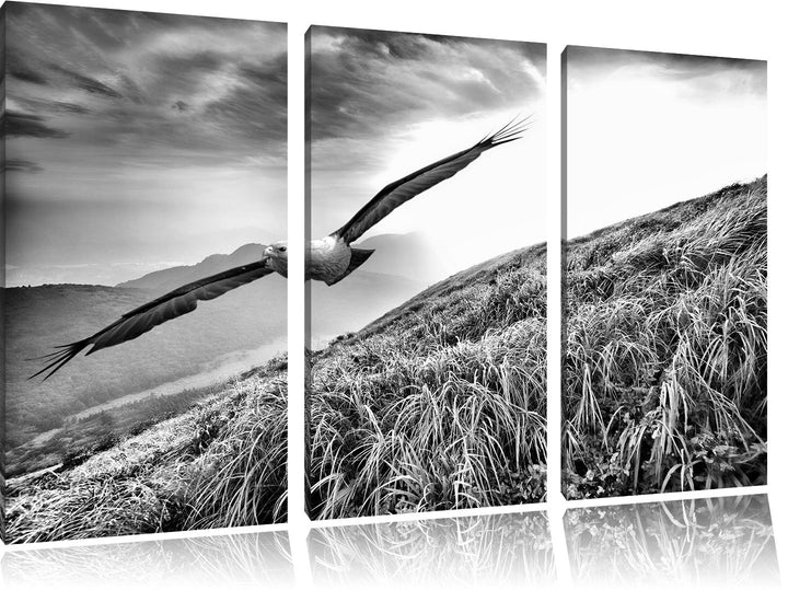 Pixxprint Majestätischer Weisskopfseeadler als Leinwandbild/Grösse: 3 Teilig (120x80) cm/Wandbild/Ku