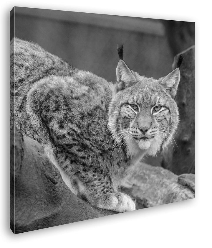 deyoli lauernder Luchs Format: 60x60 Effekt: Schwarz&Weiss als Leinwandbild, Motiv auf Echtholzrahme