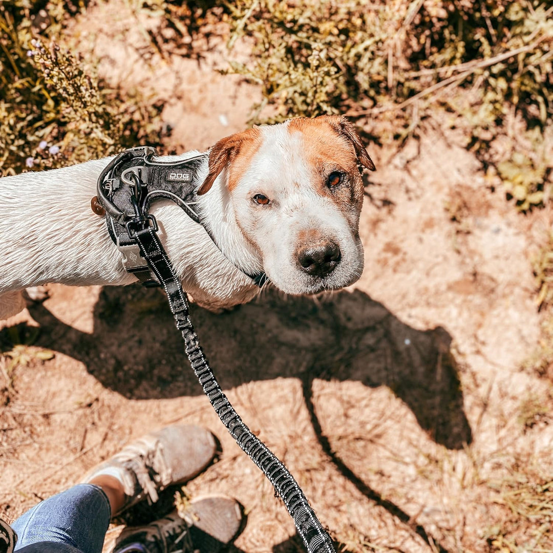 Floxik Ruckdämpfer Hund klein | stark | Elastische, leichte Leinenverlängerung für Jede Hundeleine -