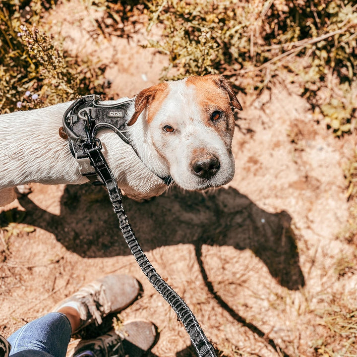 Floxik Ruckdämpfer Hund klein | stark | Elastische, leichte Leinenverlängerung für Jede Hundeleine -