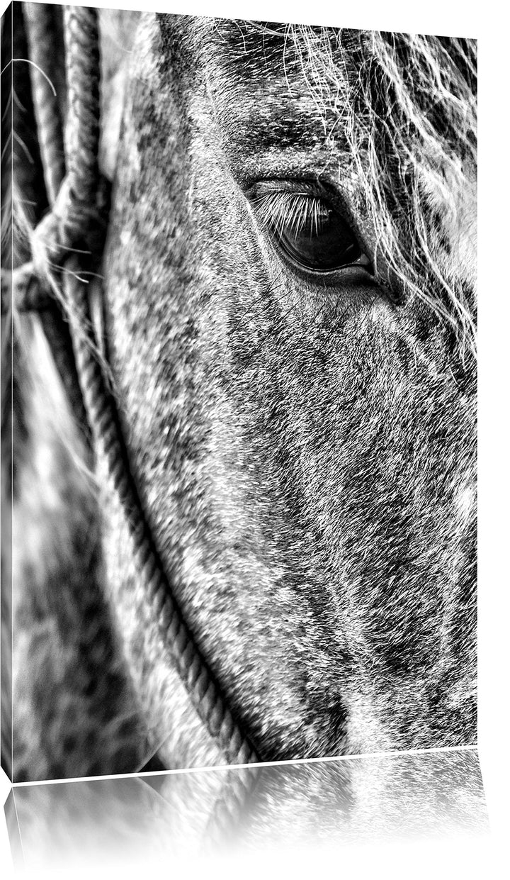 Pixxprint prachtvolles Pferd als Leinwandbild/Grösse: 100x70 cm/Wandbild/Kunstdruck/fertig bespannt,