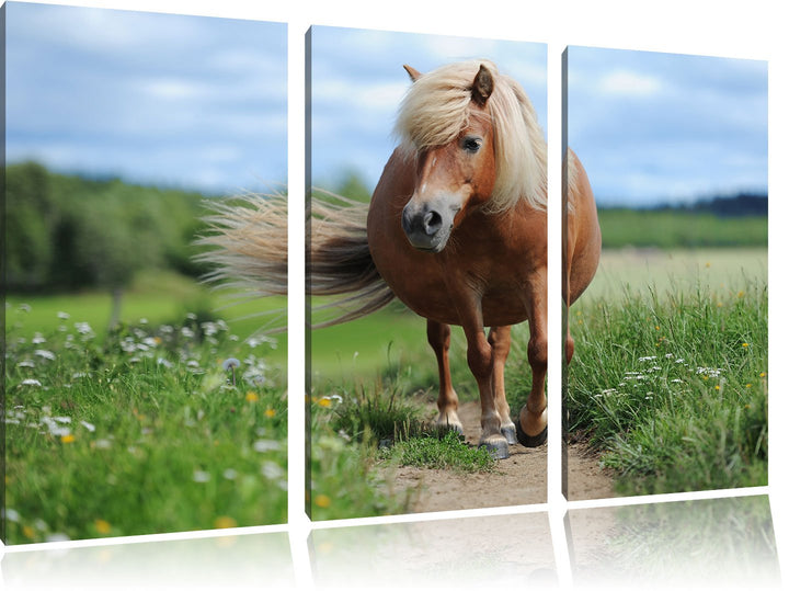 Pixxprint Shetlandpony auf der Wiese 3-Teiler Leinwandbild 120x80 Bild auf Leinwand
