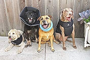 All Four Paws „The Comfy Cone“ Halskrause für Haustiere, Small Small Schwarz, Small Schwarz