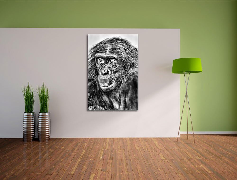 Pixxprint scheuer junger Gorilla als Leinwandbild/Grösse: 100x70 cm/Wandbild/Kunstdruck/fertig bespa