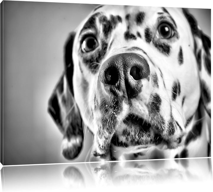 Pixxprint Süsser Dalmatiner / 100x70cm Leinwandbild bespannt auf Holzrahmen/Wandbild Kunstdruck Deko