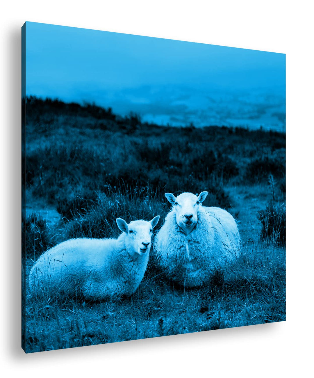 deyoli Zwei niedliches Schafe Format: 70x70 Effekt: Monocrome Blau als Leinwandbild, Motiv fertig ge