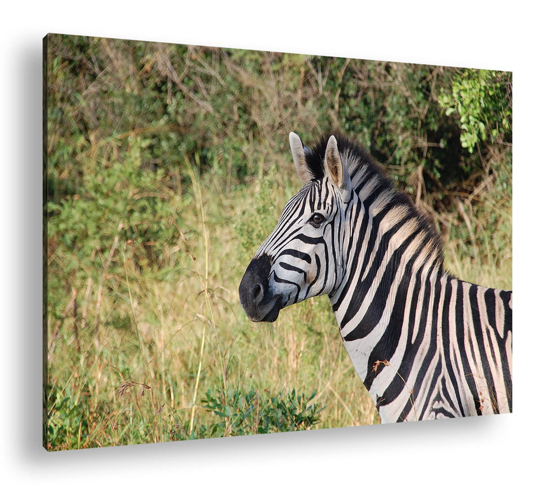deyoli edles Zebra Format: 100x70 als Leinwand, Motiv fertig gerahmt auf Echtholzrahmen, Hochwertige