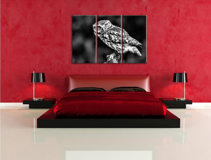 Pixxprint kleine Eule als Leinwandbild/Grösse: 3 Teilig (120x80) cm/Wandbild/Kunstdruck/fertig bespa