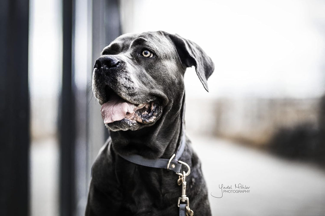 Kentucky Dogwear Loop Hundehalsband, Grösse:S, Farbe:grau S Grau, S Grau