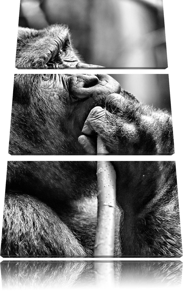 Pixxprint Gorilla isst als Leinwandbild/Grösse: 3 Teilig (120x80) cm/Wandbild/Kunstdruck/fertig besp