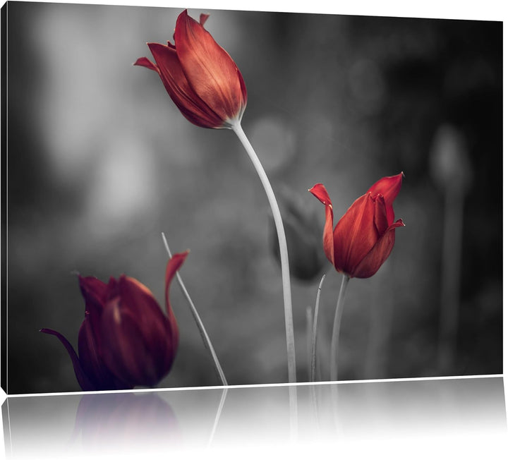 schöne Tulpen schwarz/weiss Format: 100x70 auf Leinwand, XXL riesige Bilder fertig gerahmt mit Keilr