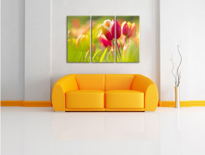 Pixxprint Blühende rote Tulpen als Leinwandbild/Grösse: 3 Teilig (120x80) / Wandbild/Kunstdruck/fert
