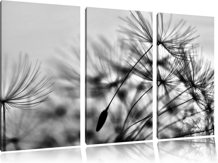 Pixxprint Pusteblumen mit Tautropfen als Leinwandbild/Grösse: 3 Teilig (120x80) / Wandbild/Kunstdruc