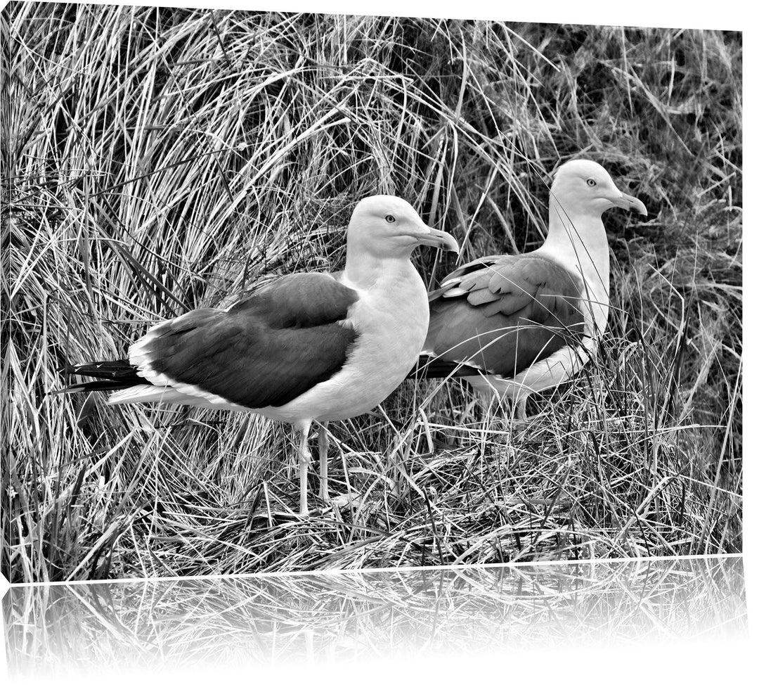 Pixxprint Monocrome, Zwei Möwen im hohen Gras, Format: 100x70 auf Leinwand, 100x70