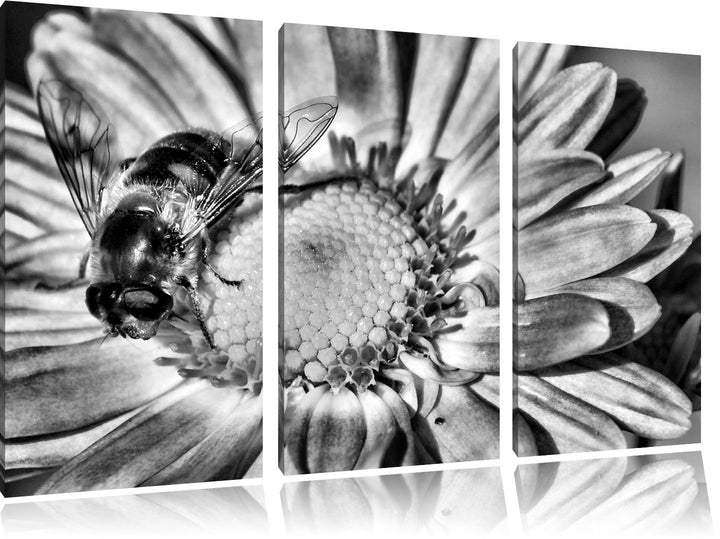Pixxprint Biene auf Margarete als Leinwandbild/Grösse: 3 Teilig (120x80) cm/Wandbild/Kunstdruck/fert