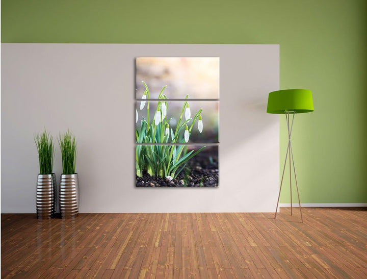 Pixxprint Schneeglöckchen am Waldrand als Leinwandbild/Grösse: 3 Teilig (120x80 cm) cm/Wandbild/Kuns