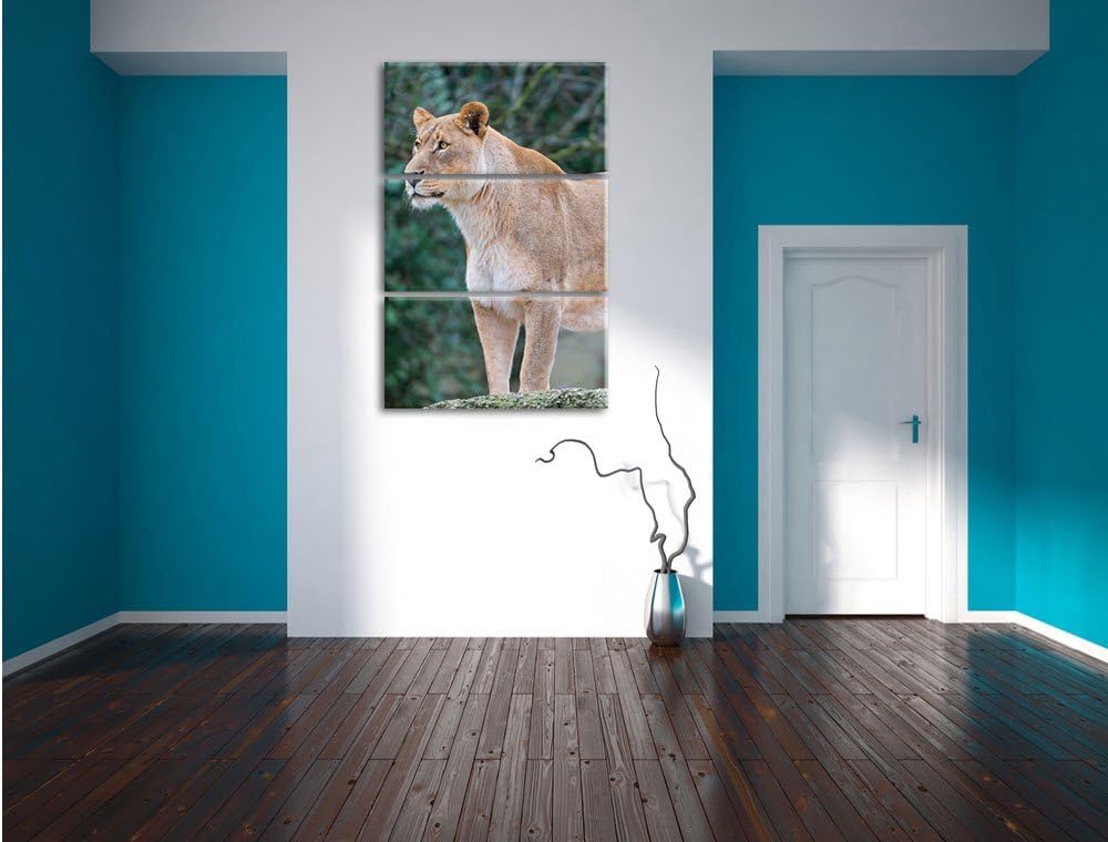 Pixxprint majestätische Löwin 3-Teiler Leinwandbild 120x80 Bild auf Leinwand