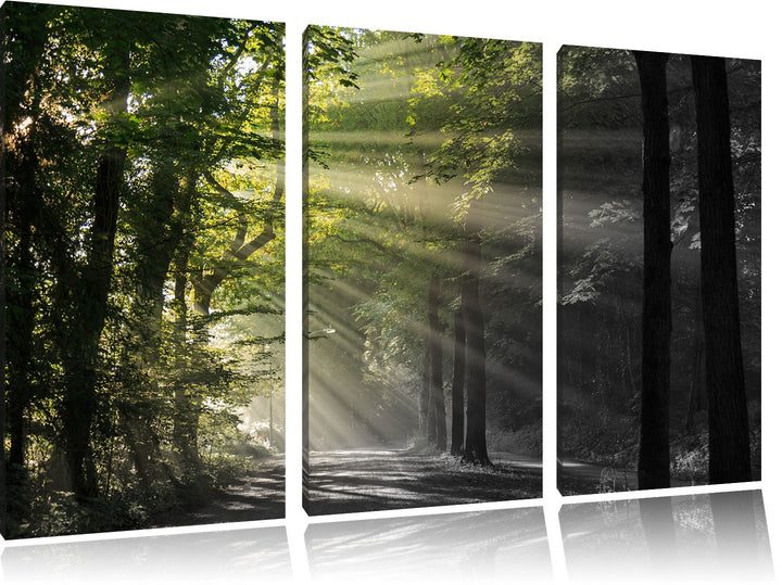 Pixxprint Waldweg im Frühling als Leinwandbild/Grösse: 3 Teilig (120x80) cm/Wandbild/Kunstdruck/fert