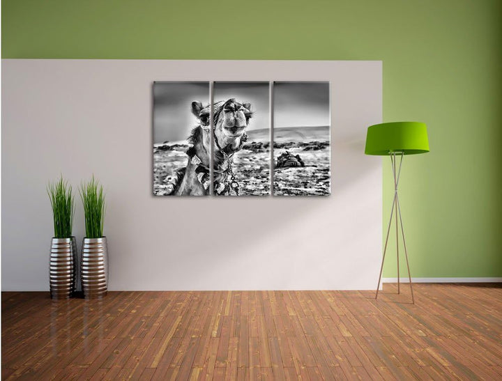 Pixxprint Monocrome, Lustiges Kamel in Wüste 3-Teiler Leinwandbild 120x80 Bild auf Leinwand