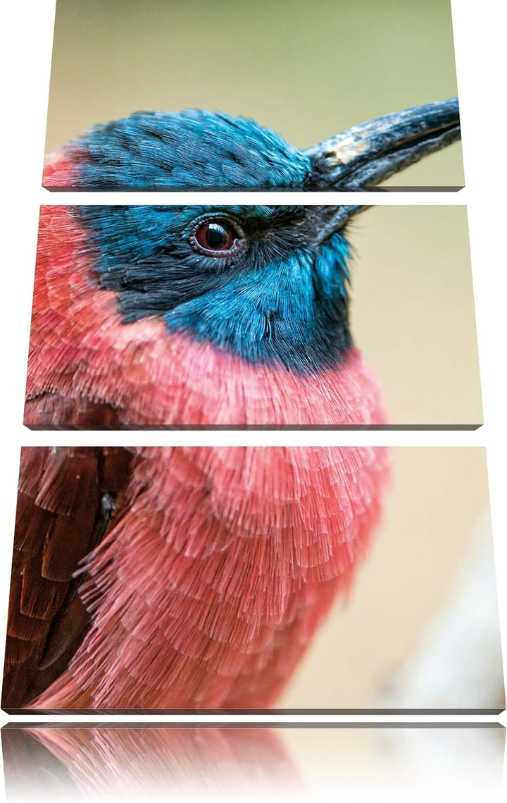 Pixxprint Kleiner tropischer Vogel als Leinwandbild/Grösse: 3 Teilig (120x80) cm/Wandbild/Kunstdruck