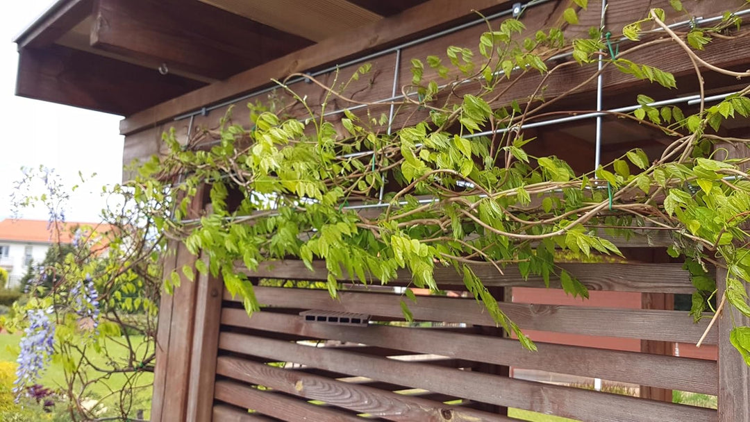 Kapaga - Rankgitter 150 cm - Rankhilfe Garten - Staudenhalter - Blumenhalter - Rankengewächs Pflanze