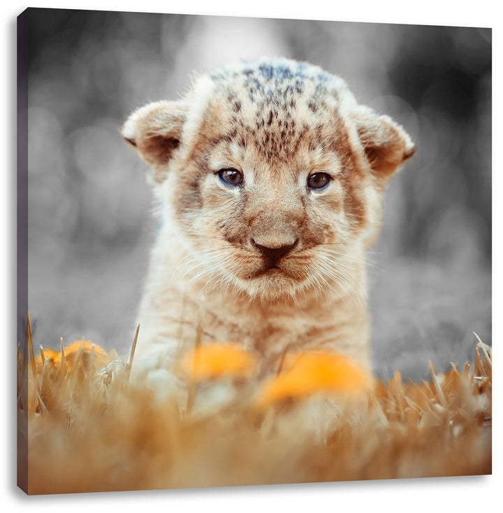 Pixxprint Niedliches Löwenbaby als Leinwandbild Quadratisch/Grösse: 70x70 / Wandbild/Kunstdruck/fert