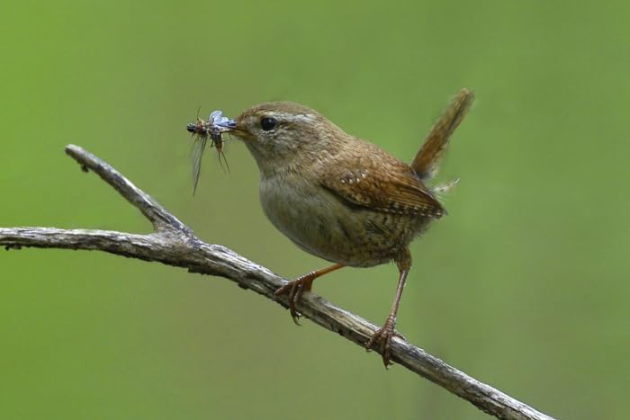 Nistkasten P Typ Amsel MKW - Stabiler nisthaus für Wildvögel und Gartenvögel - Nisthaus aus massivem