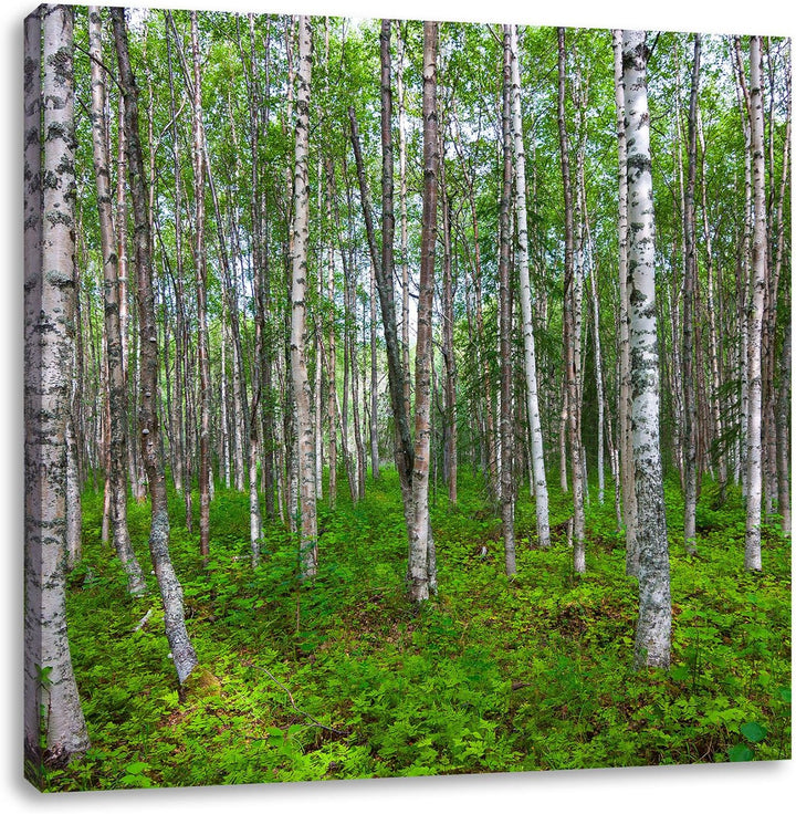 Pixxprint Birkenwald, Format: 70x70 auf Leinwand, XXL riesige Bilder fertig gerahmt mit Keilrahmen,