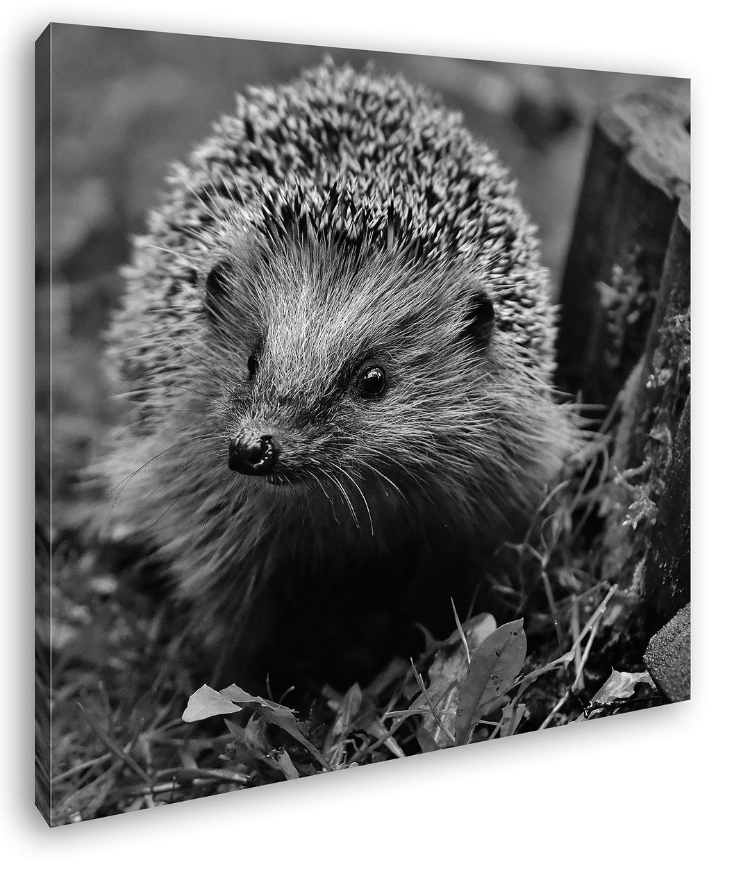 deyoli Igel auf Nahrungssuche Format: 70x70 Effekt: Schwarz&Weiss als Leinwandbild, Motiv auf Echtho