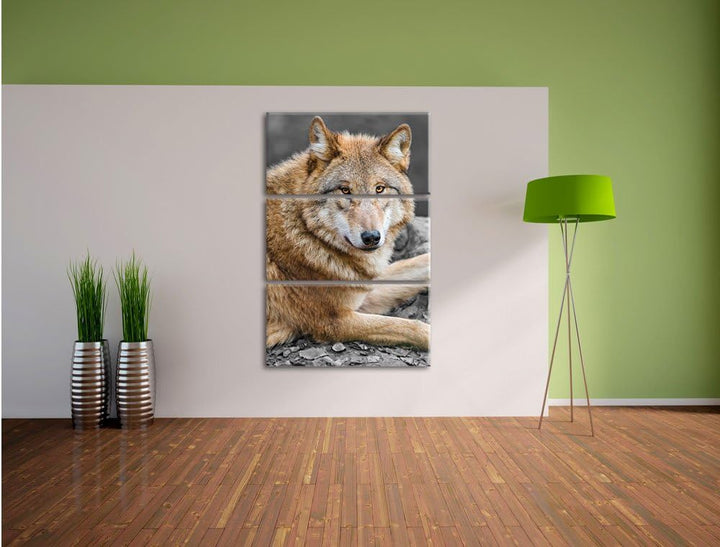Pixxprint stolzer Wolf auf Stein als Leinwandbild/Grösse: 3 Teilig (120x80) cm/Wandbild/Kunstdruck/f