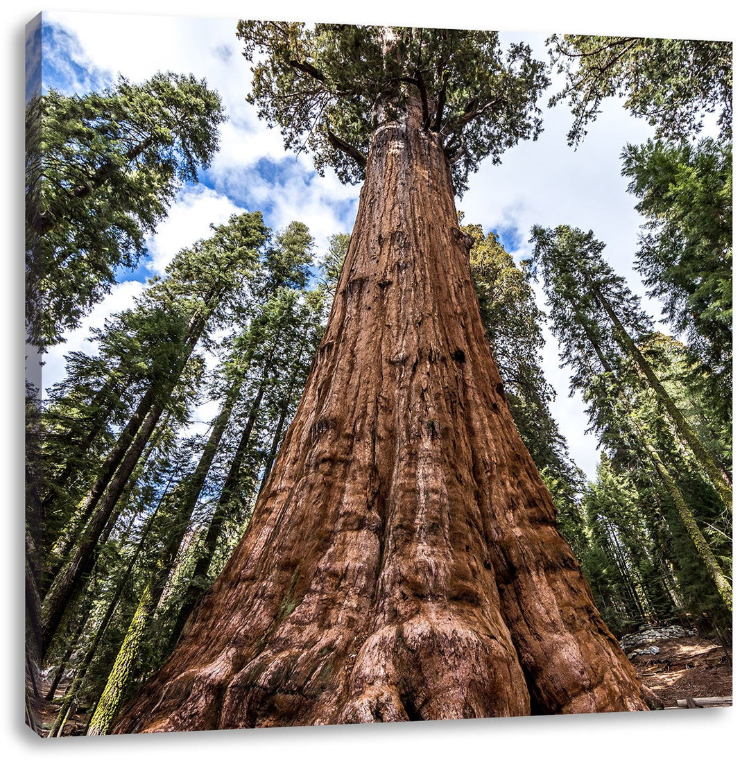 Pixxprint Baum im Regenwald/Format: 70x70cm / Leinwandbild fertig bespannt Wandbild Kunstdruck, 70x7