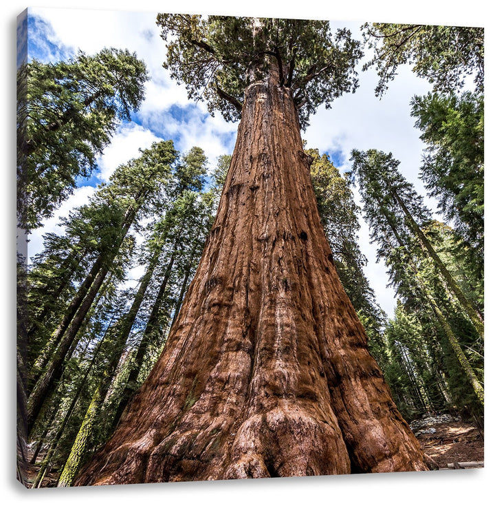 Pixxprint Baum im Regenwald/Format: 70x70cm / Leinwandbild fertig bespannt Wandbild Kunstdruck, 70x7