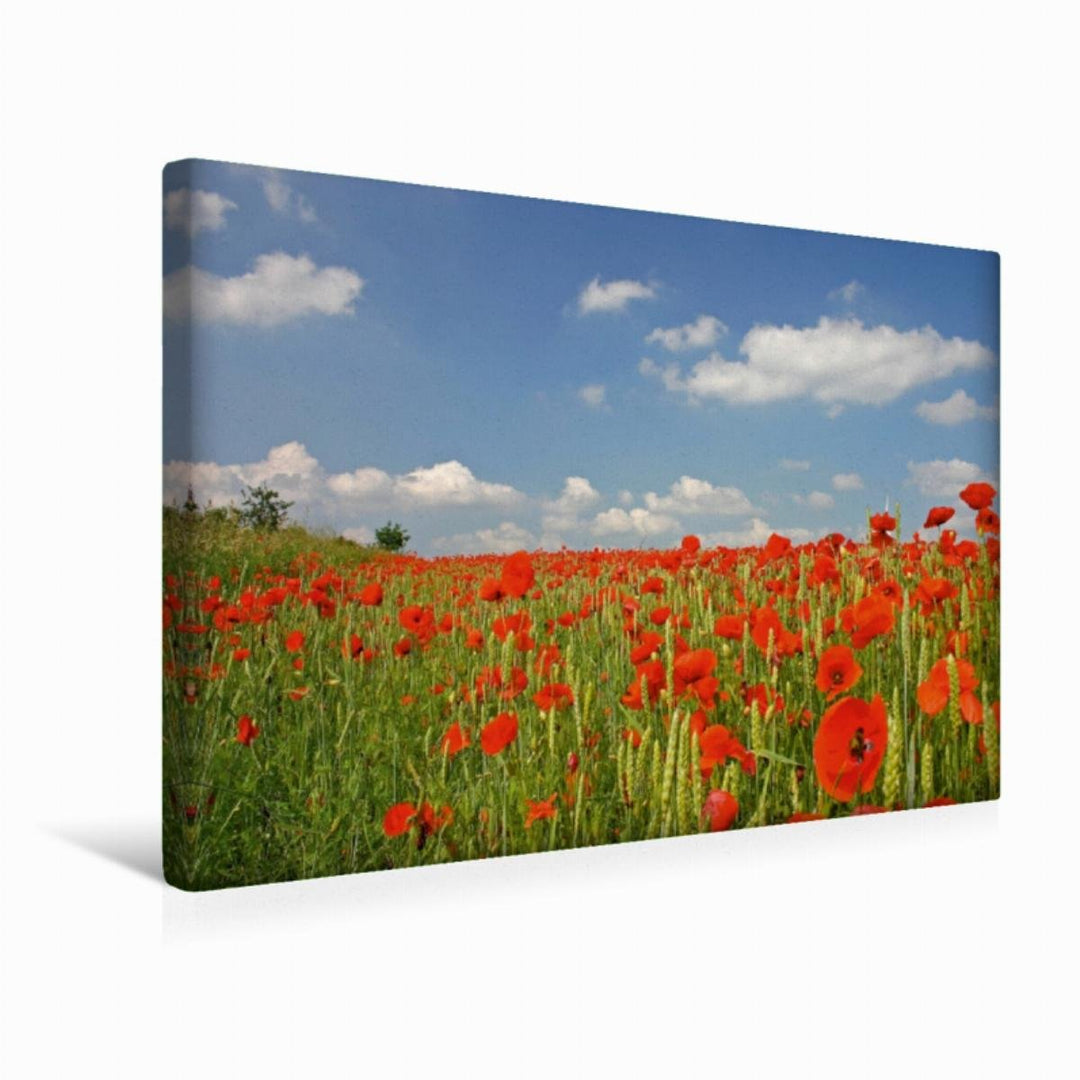 CALVENDO Mohnblumenfeld 45x30cm, 45x30cm
