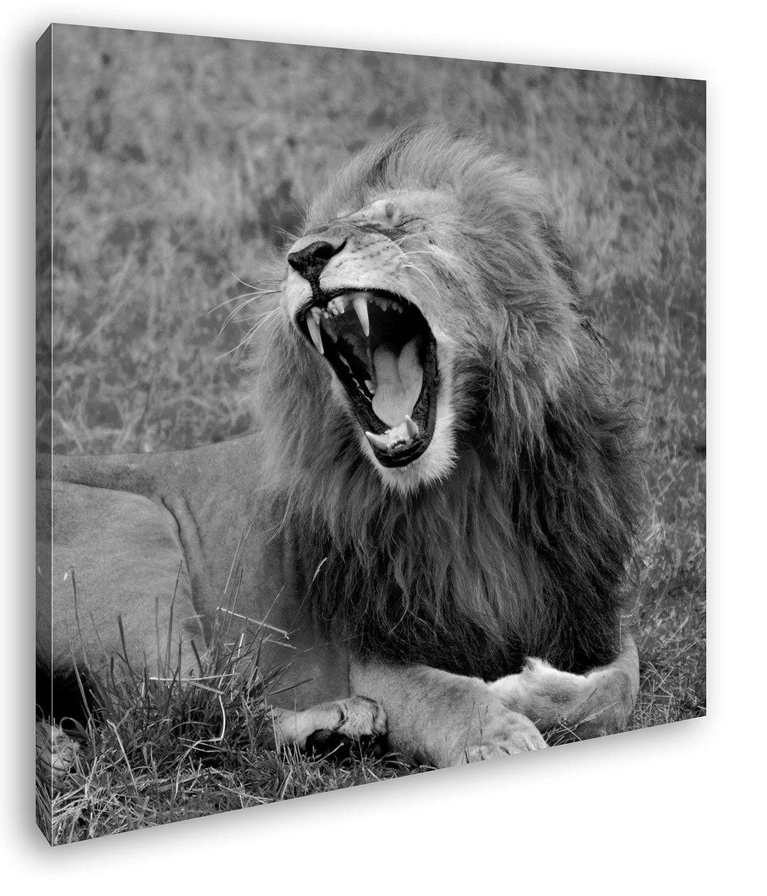 deyoli brüllender Löwe Format: 70x70 Effekt: Schwarz&Weiss als Leinwandbild, Motiv fertig gerahmt au