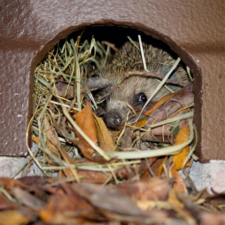Igelkuppel mit Isolierboden
