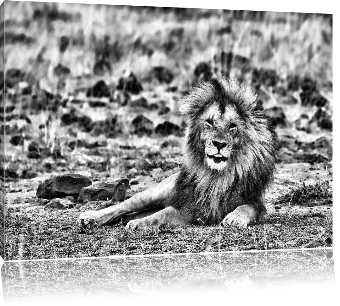 Pixxprint Monocrome, prächtige Löwe in der Savanne, Format: 100x70 auf Leinwand, riesige Bilder fert