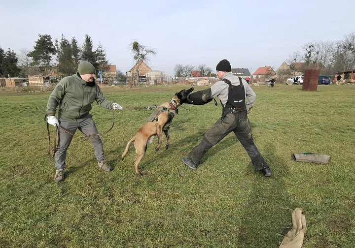 Dingo Gear Schutzarm Extern Soft aus Nylcot Blau Bissmanschette Hundeausbildung Hundetraining Bisstr