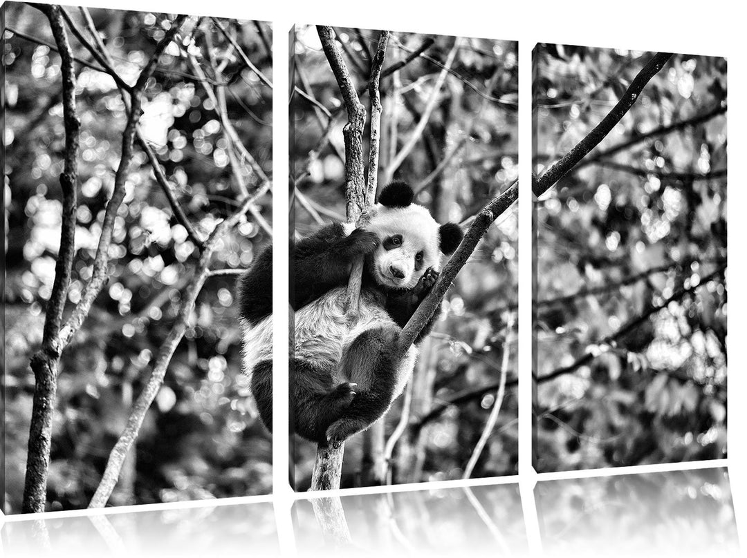 Pixxprint niedlicher Pandabär auf Baum als Leinwandbild/Grösse: 3 Teilig (120x80) cm/Wandbild/Kunstd