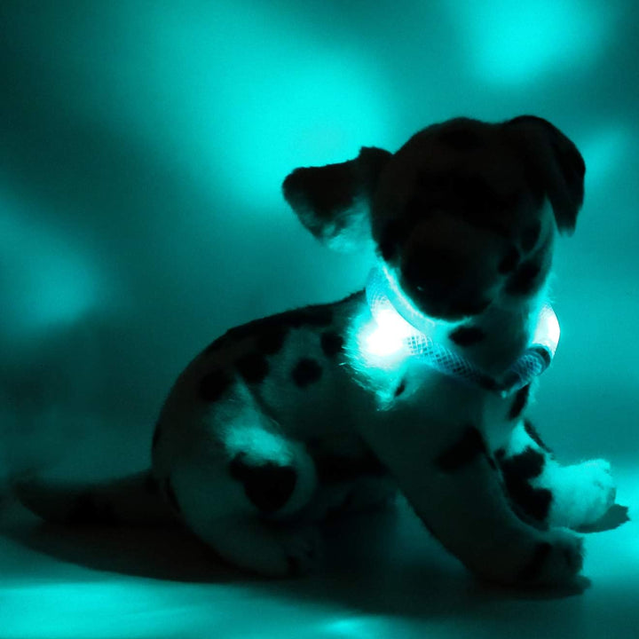 LEUCHTIE® Leuchthalsband Mini türkis Grösse 25 I LED Halsband extra für kleine Hunde I wasserdicht I