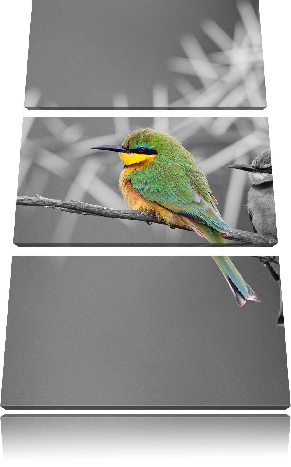 Pixxprint exotische Vögel auf AST als Leinwandbild/Grösse: 3 Teilig (120x80) cm/Wandbild/Kunstdruck/