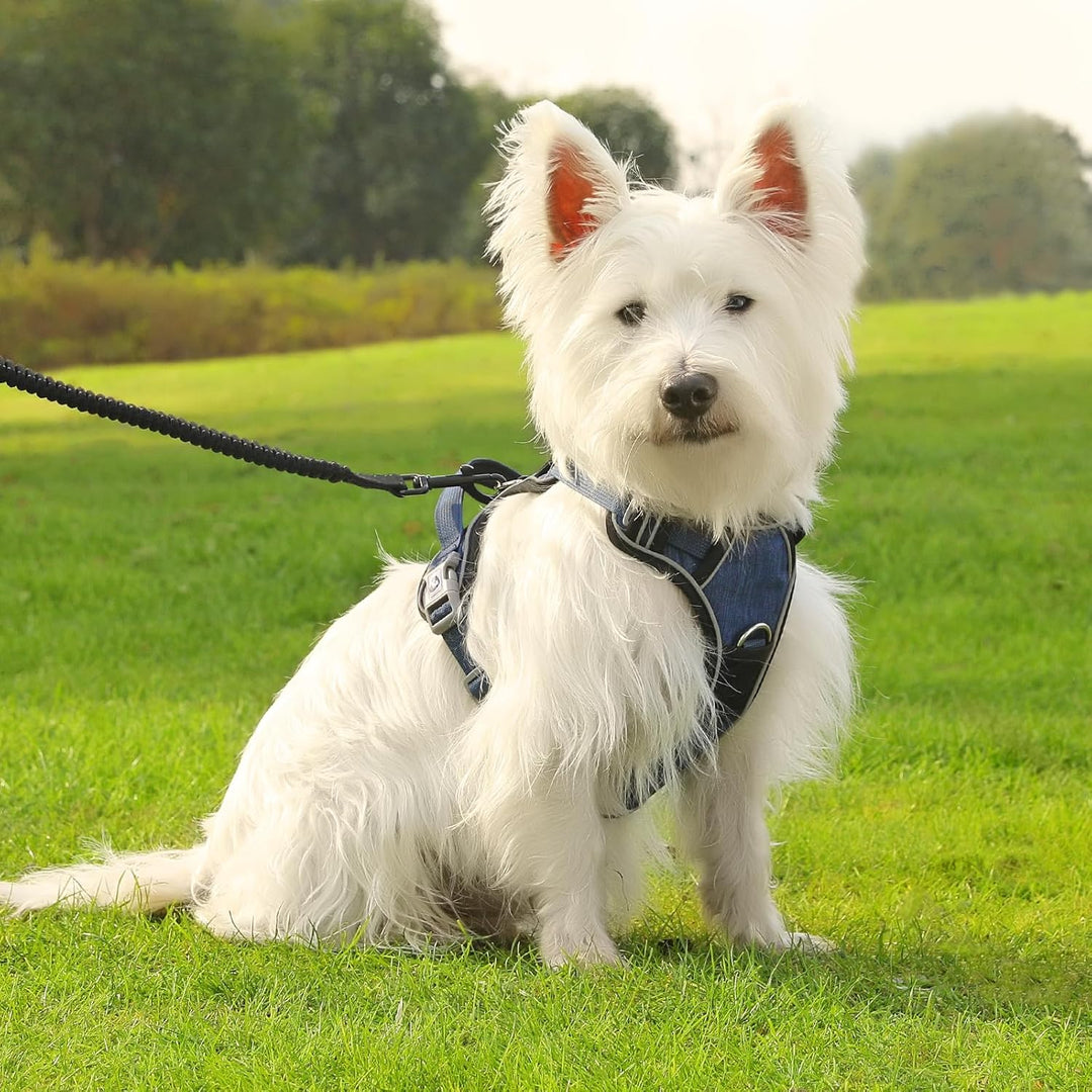 Demigreat Mittleres Hundegeschirr, Anti-Zug-Hundegeschirr mit Weich Gepolstertem Griff für das Train
