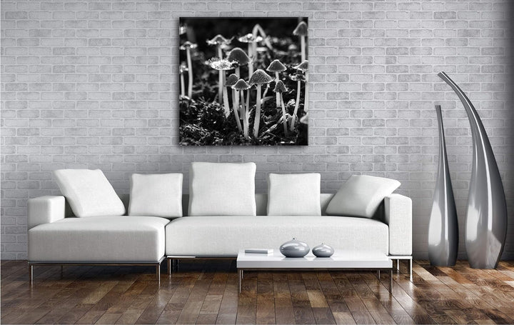 deyoli kleine graue Pilze im Wald Format: 60x60 Effekt: Schwarz&Weiss als Leinwandbild, Motiv auf Ec