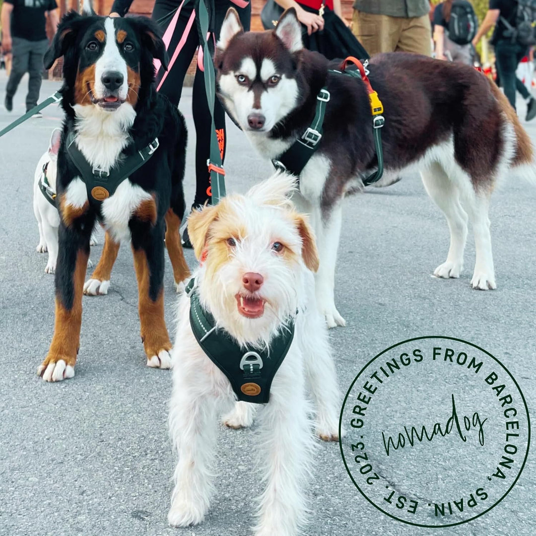 Nomadog Trailblazer Anti Zug Hundegeschirr Mittelgrosse Hunde mit Griff - Gepolstert, Verstellbar fü