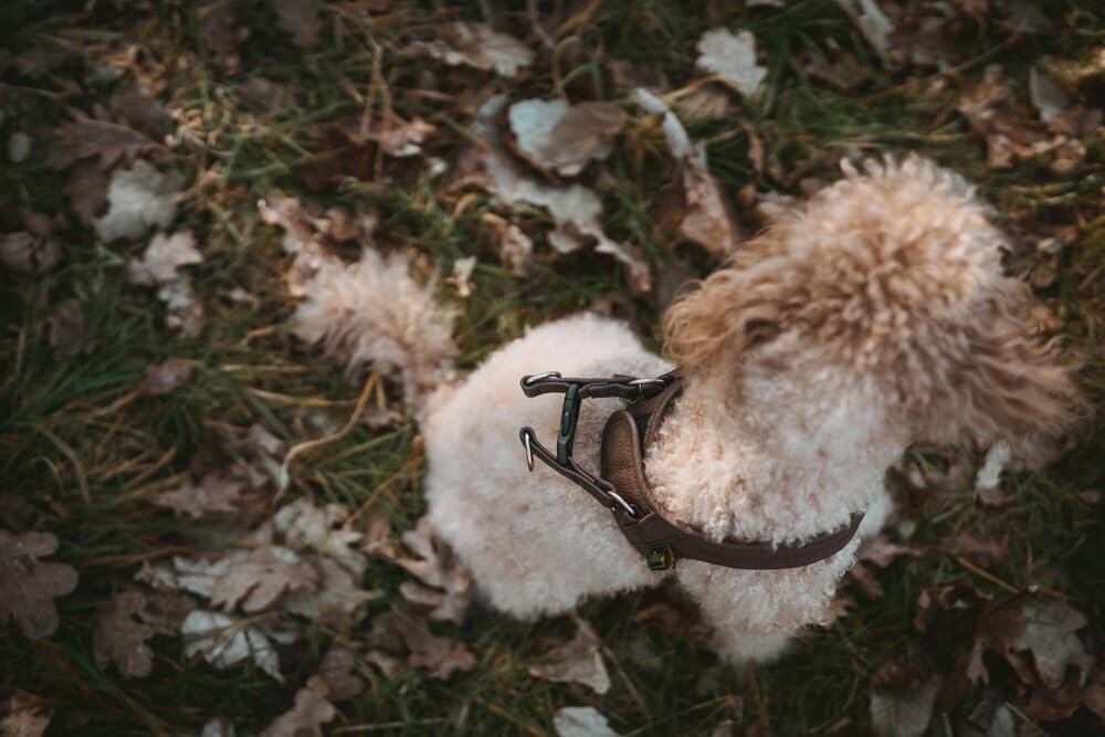 Hunter Hundegeschirr Love, Farbe: braun, weiches Rindsleder, atmungsaktive Mesh-Polsterung, Herz han