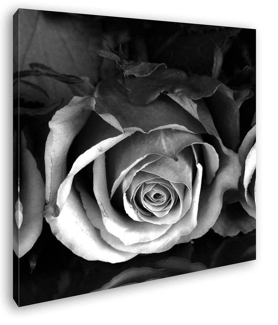 deyoli Romantische Rosen Format: 70x70 Effekt: Schwarz&Weiss als Leinwandbild, Motiv auf Echtholzrah