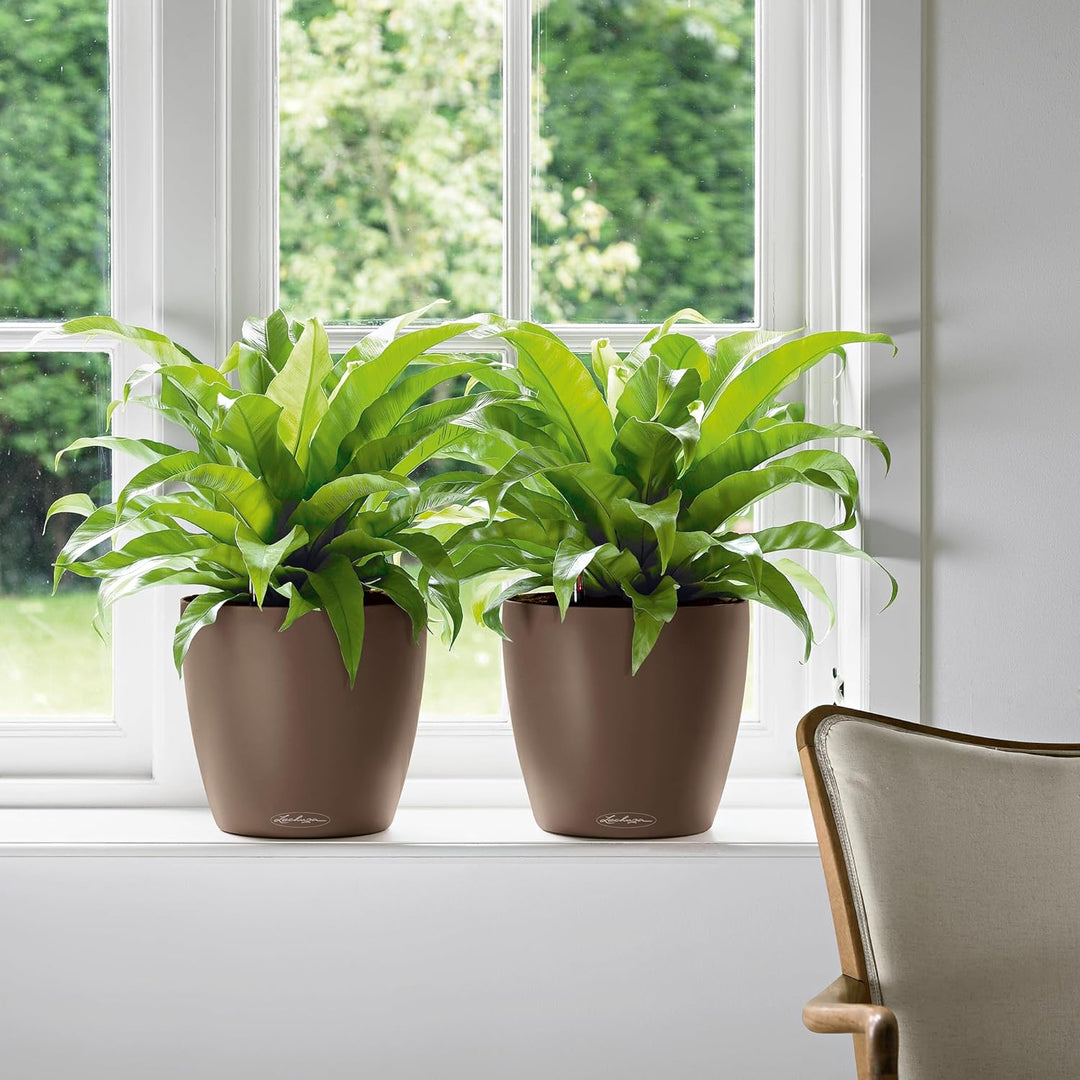 LECHUZA CLASSICO Color 35 muskat 13223 36x36x32.5 cm Muskat, 36x36x32.5 cm Muskat