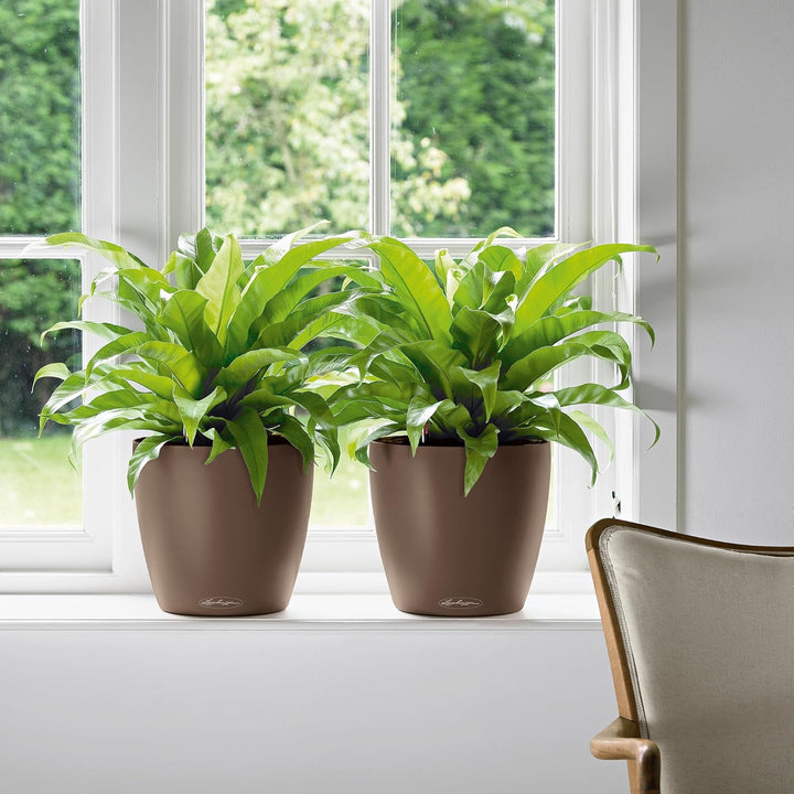 LECHUZA CLASSICO Color 35 muskat 13223 36x36x32.5 cm Muskat, 36x36x32.5 cm Muskat