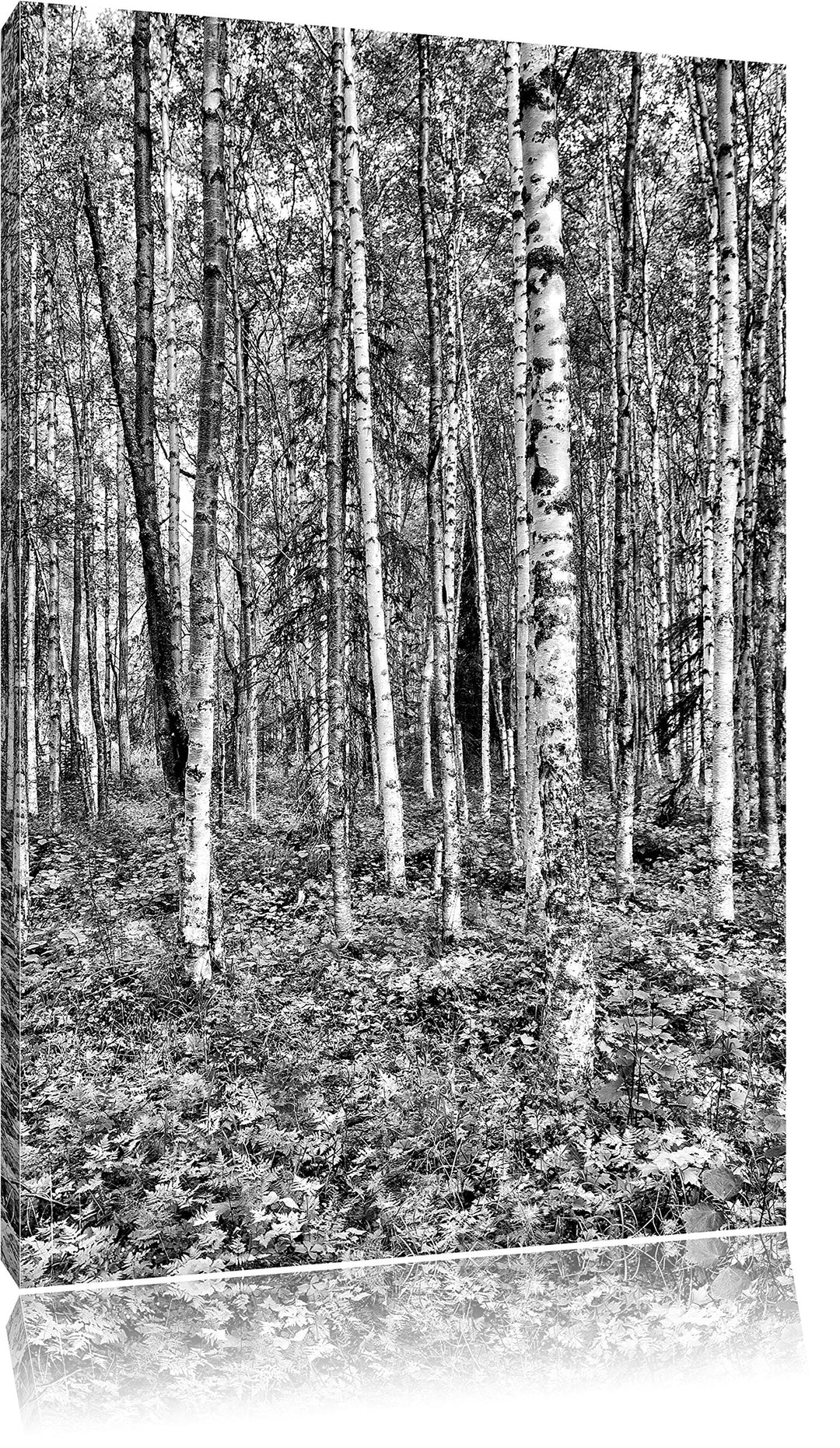 Monocrome, Birkenwald, Format: 100x70 auf Leinwand, XXL riesige Bilder fertig gerahmt mit Keilrahmen