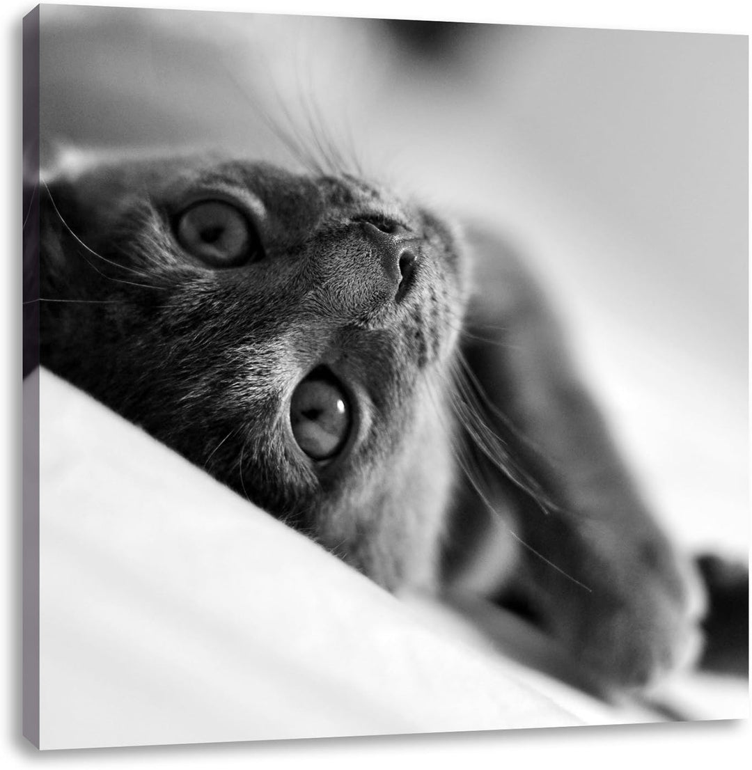 Pixxprint Niedliche Katze liegt im Bett/Format: 70x70cm / Leinwandbild fertig bespannt Wandbild Kuns